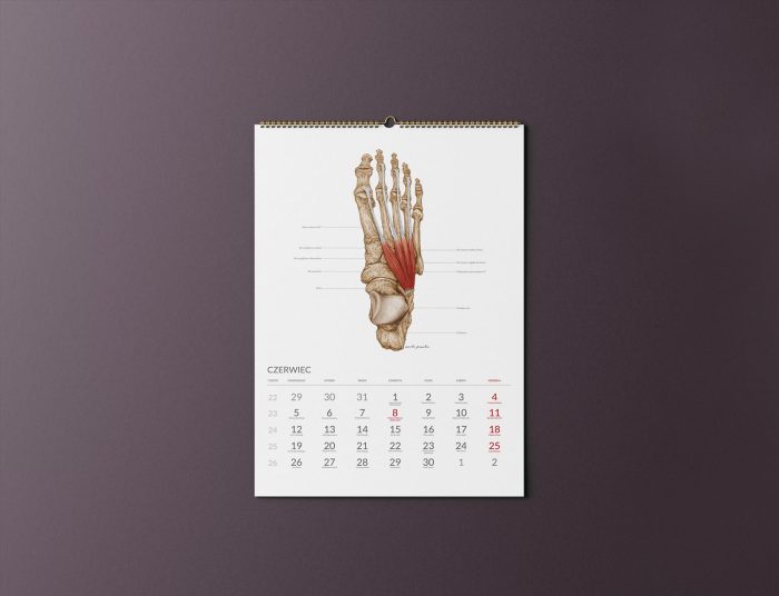 Kalendarz Anatomiczny 2023 - Czerwiec