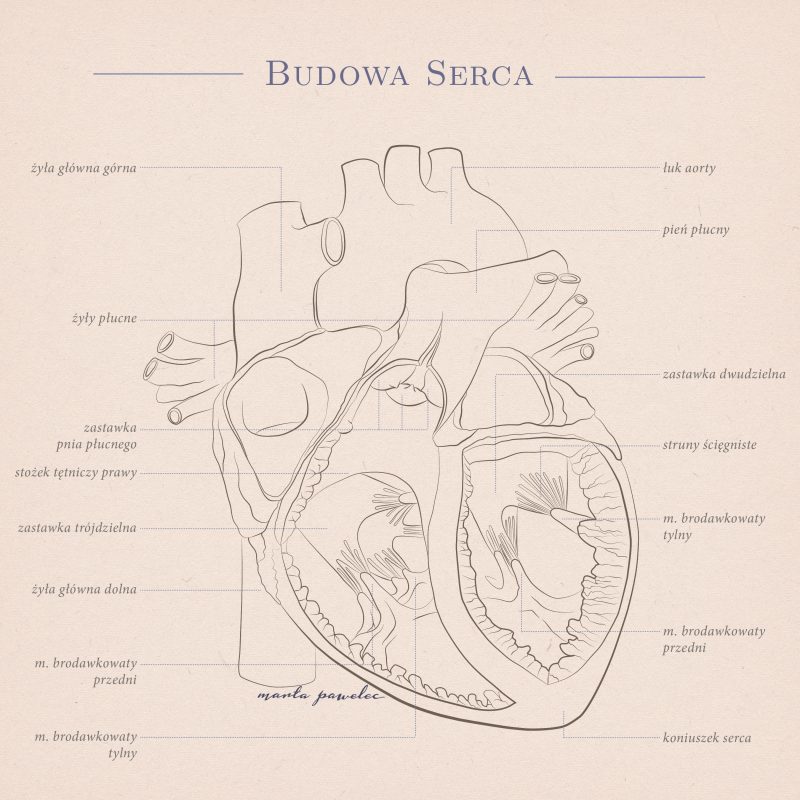 Ilustracja ilustratorki medycznej Marty Pawelec przedstawiająca budowę serca
