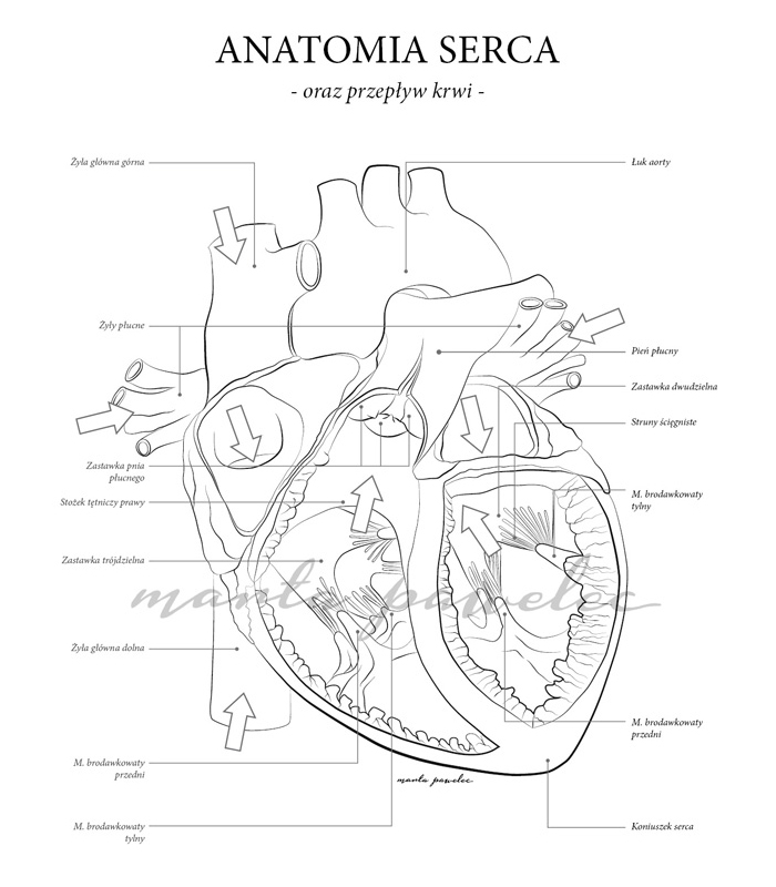 Anatomiczne kolorowanki – projekt w toku