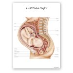 Anatomia Ciąży