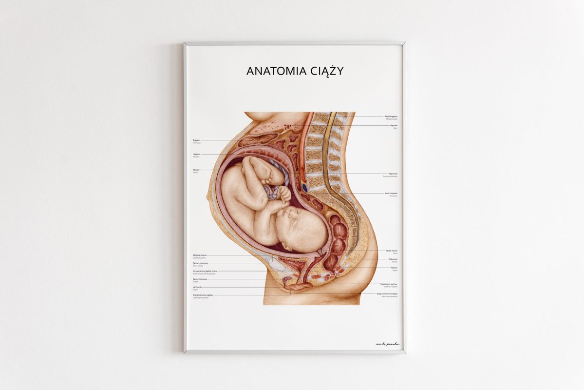 Anatomia Ciąży ciało kobiety w ciąży