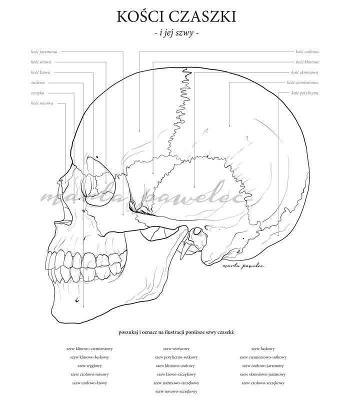 Anatomiczne kolorowanki – projekt w toku