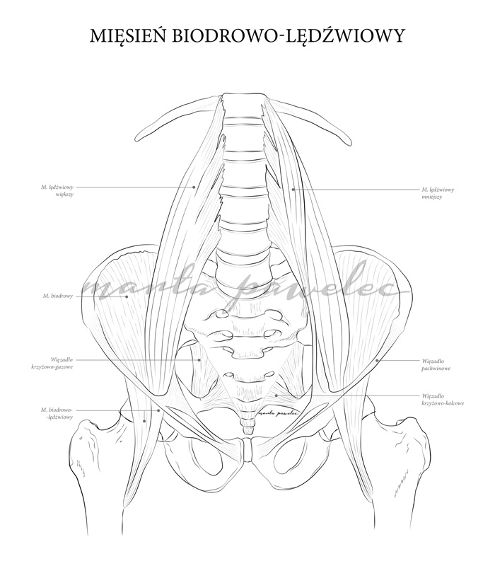 Anatomiczne kolorowanki – projekt w toku