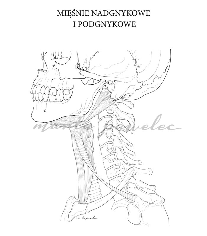 Anatomiczne kolorowanki – projekt w toku
