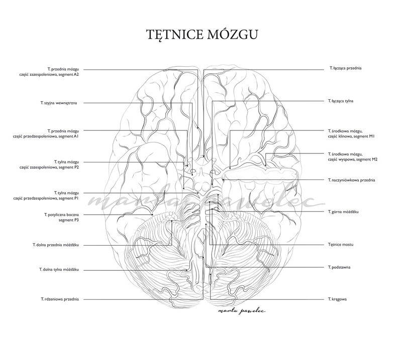 Anatomiczne kolorowanki – projekt w toku