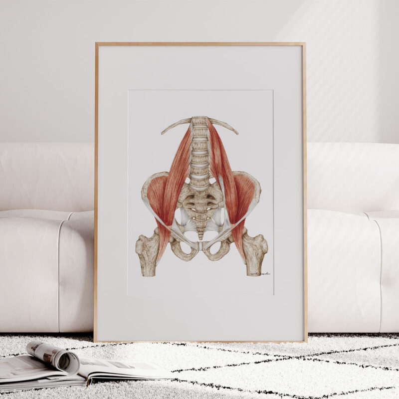 Plakat medyczny - Mięsień biodrowo-lędźwiowy