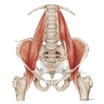 Rycina medyczna - Mięsień biodrowo-lędźwiowy