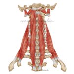 Ilustracja anatomiczna Mięśnie głębokie szyi