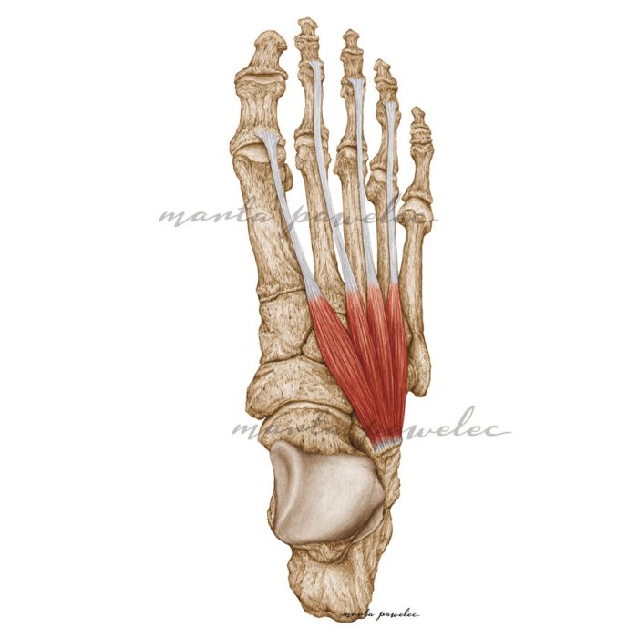 Ilustracja przedstawia kości prawej stopy oraz wybrane mięśnie