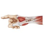 Rycina medyczna - Mięśnie i ścięgna grzbietu ręki