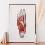 Plansza Medyczna - Mięśnie podeszwowe stopy