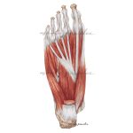 Rycina anatomiczna - Mięśnie podeszwowe stopy