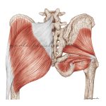 Mięśnie pośladkowe