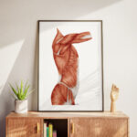 Plakat Medyczny - Mięśnie tułowia