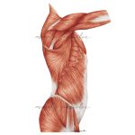Rycina anatomiczna - Mięśnie tułowia