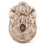 Rycina anatomiczna - Podstawa czaszki - widok od dołu