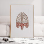 Plakat Medyczny - Przepona Człowieka