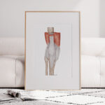 Plakat medyczny- Ścięgna kolana