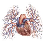 Rycina anatomiczna -