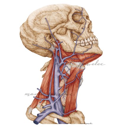 Ilustracja przedstawia mięśnie szyi oraz żyły szyjne