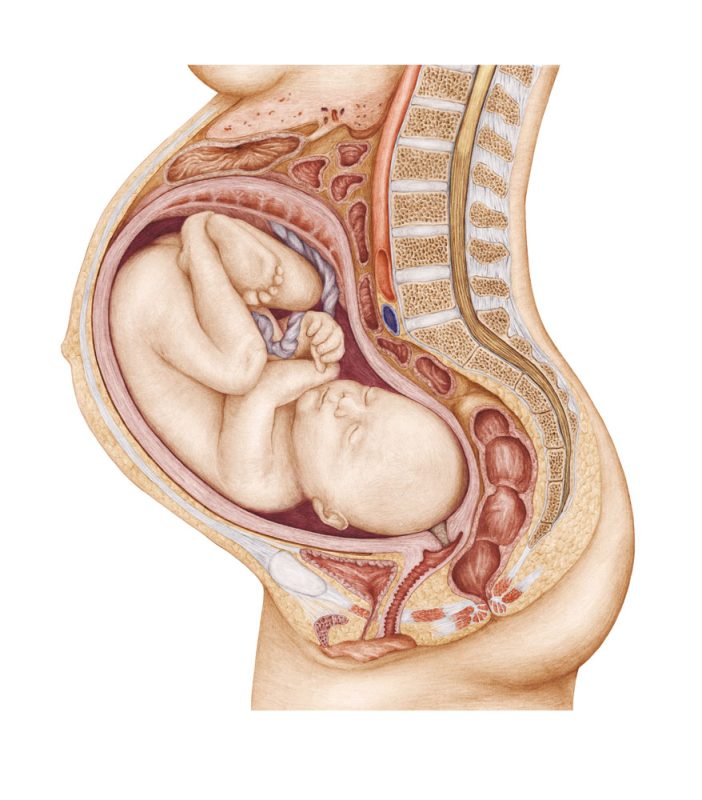 ciąża mały obrazek