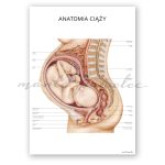 Plakaty Ciąża i Mięśnie Dna Miednicy - Komplet - obrazek 2
