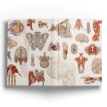 Notes Anatomiczny B5 - obrazek 3