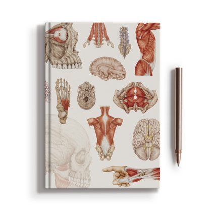 Notes Anatomiczny