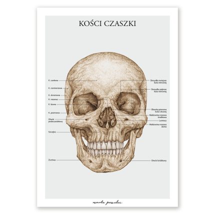 Plakat Kości Czaszki