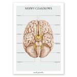 Plakat Nerwy Czaszkowe