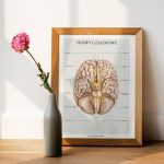 Plakat Nerwy Czaszkowe A3 - OUTLET - obrazek 4
