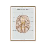 Plakat Nerwy Czaszkowe A3 - OUTLET - obrazek 6