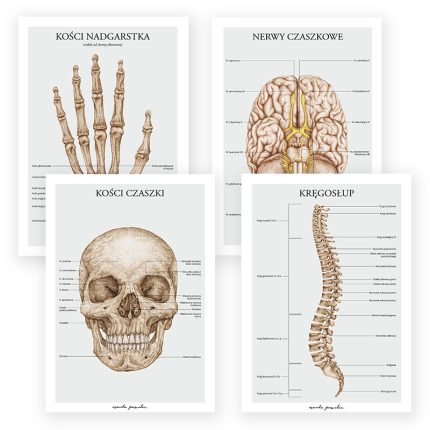 Plakaty Podstawa Anatomii