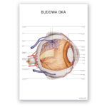 Plakat Anatomiczny - Budowa Oka