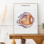 Plakat Budowa Oka - OUTLET - obrazek 5