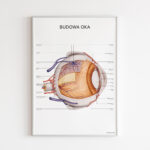 Plakat Budowa Oka - OUTLET - obrazek 6