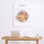 Plakat Budowa Oka - OUTLET - obrazek 2