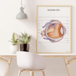 Plakat Budowa Oka - OUTLET - obrazek 3
