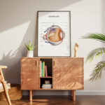 Plakat Budowa Oka - OUTLET - obrazek 4