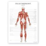 anatomiczna rycina przedstawia mięśnie człowieka