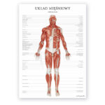 Anatomiczny plakat na którym przedstawione są mięśnie człowieka - widok od przodu