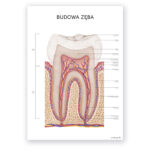 Plakat Anatomiczny - Budowa zęba