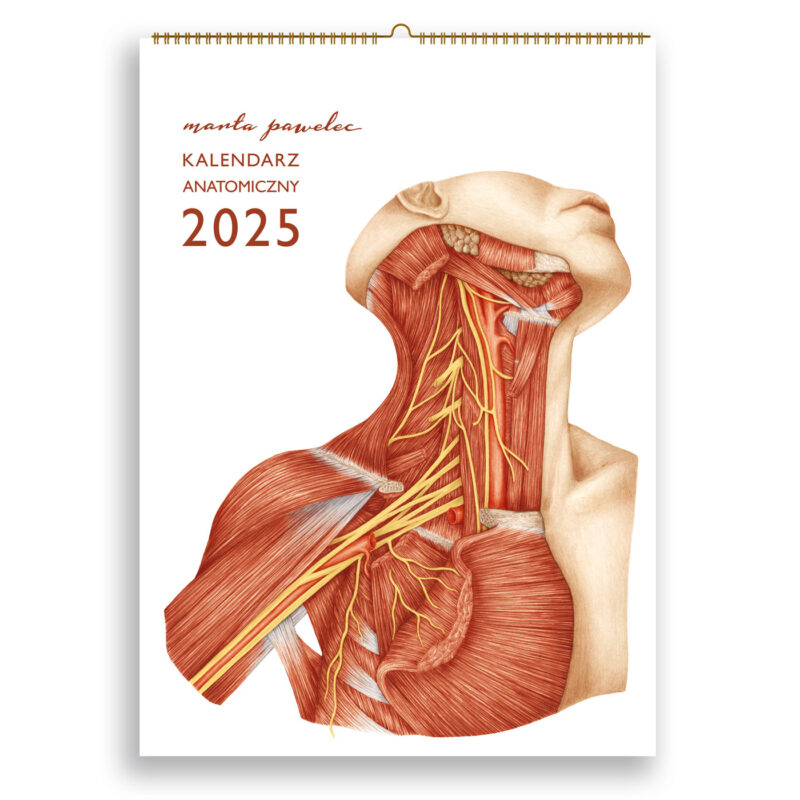 Kalendarz Anatomiczny 2025