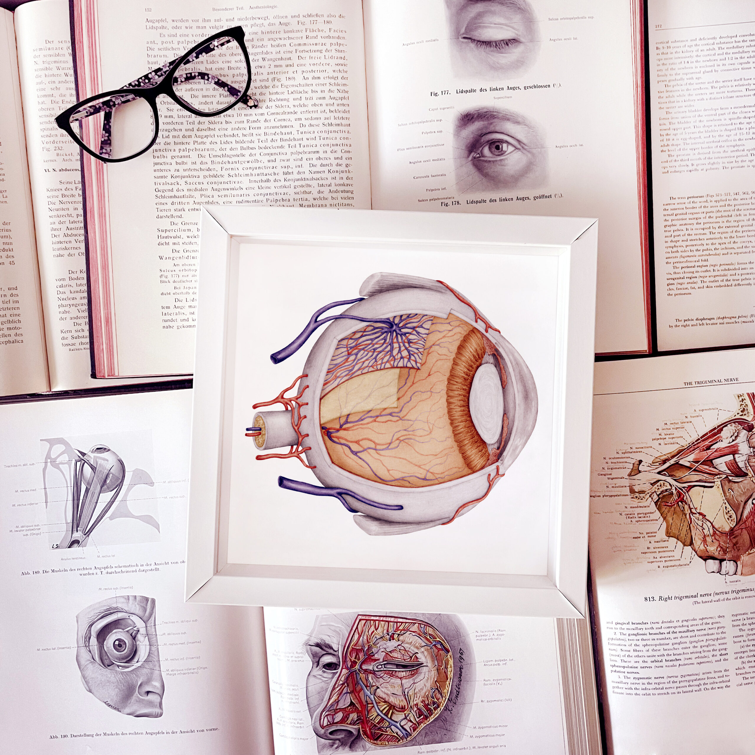 zdjęcie przestawia rycinę, na której widać wszystkie elementy tworzące oko człowieka