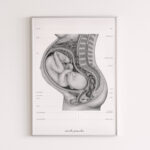 Plakat Anatomia Ciąży A3 - obrazek 2
