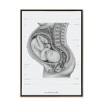 Plakat Anatomiczny - Anatomia Ciąży A3