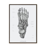 Plakat Anatomiczny - Kości Stopy A3