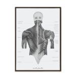 Plakat Anatomiczny - Mięśnie Grzbietu A3