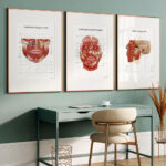 Plakat Anatomia Okolicy Ust - obrazek 3