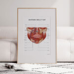 Plakat Anatomia Okolicy Ust - obrazek 4